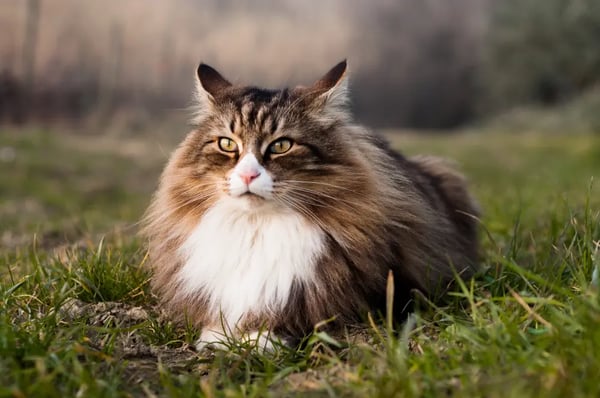 Cool best sale cat breeds